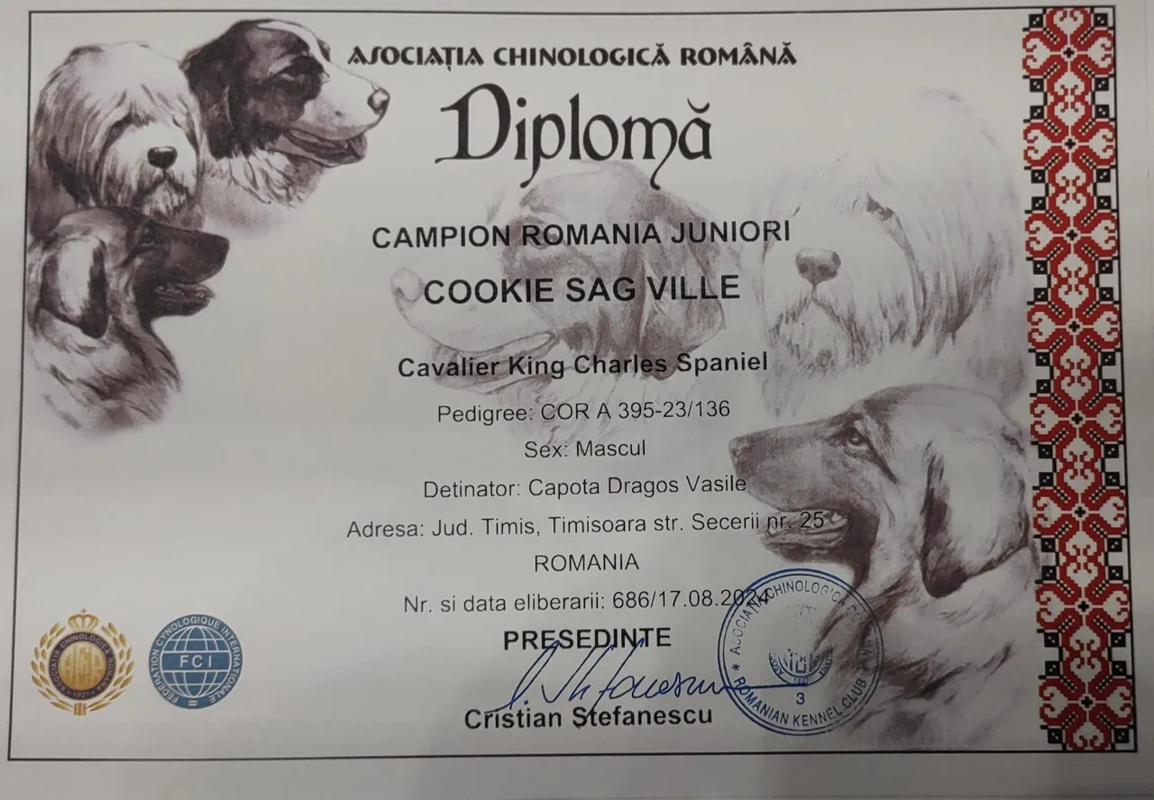 Diplomă România Cookie Sag Ville