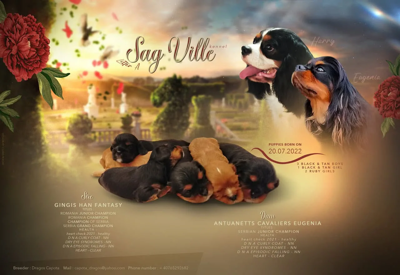 Cuibul A — Sag Ville Kennel