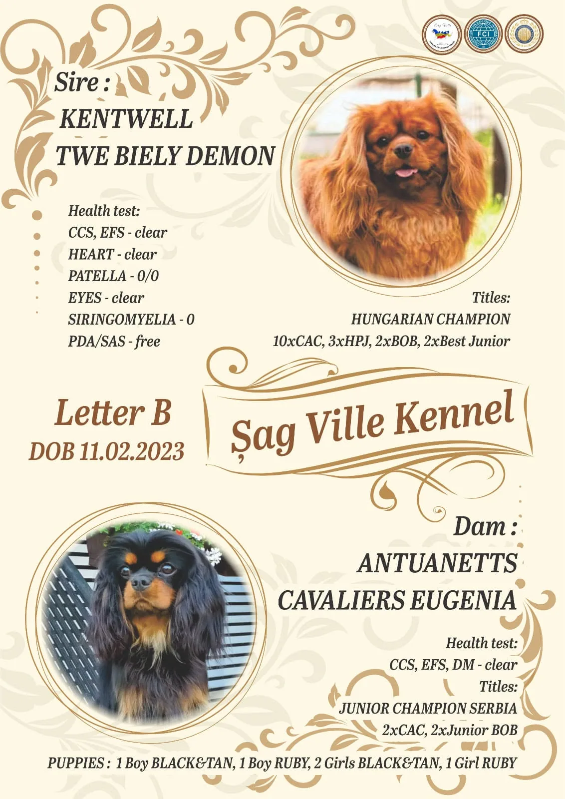 Cuibul B — Sag Ville Kennel