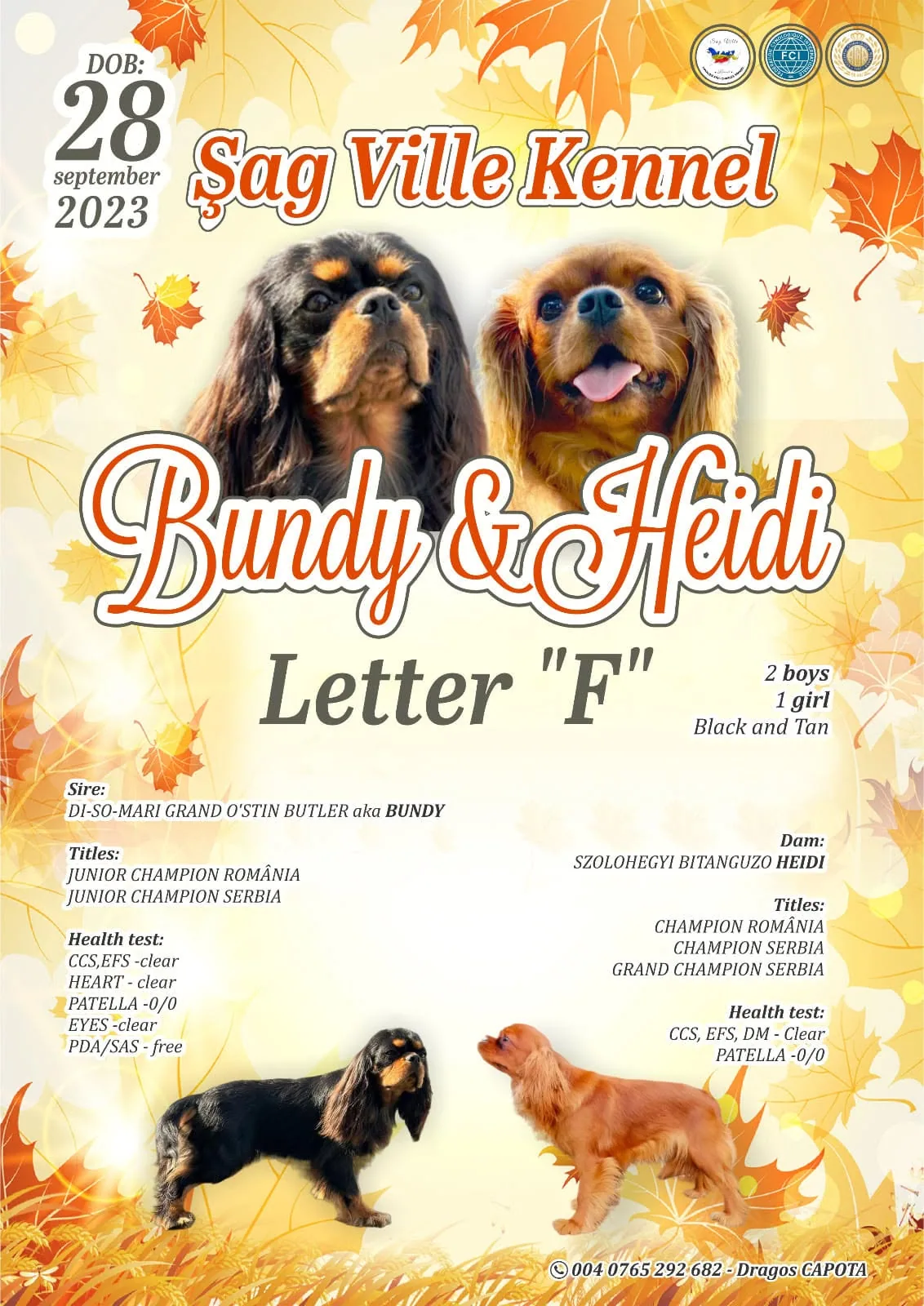 Prezentarea cuibului F — Sag Ville Kennel