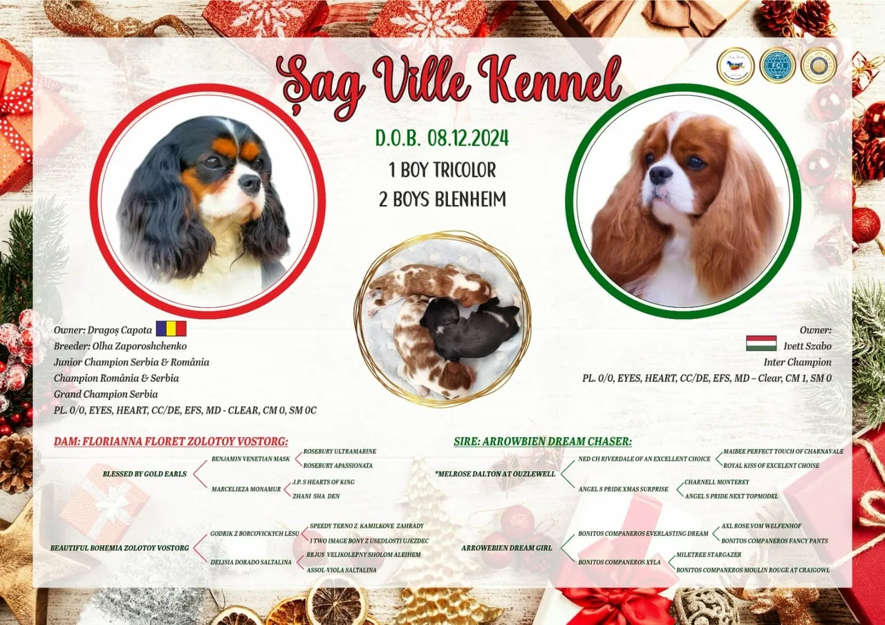 Prezentarea cuibului H — Sag Ville Kennel
