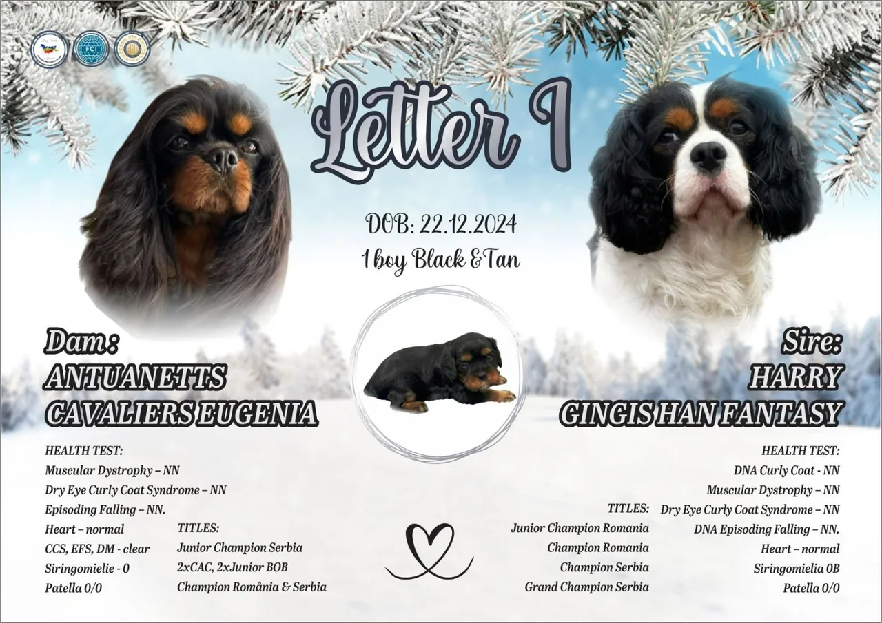 Prezentarea cuibului I — Sag Ville Kennel