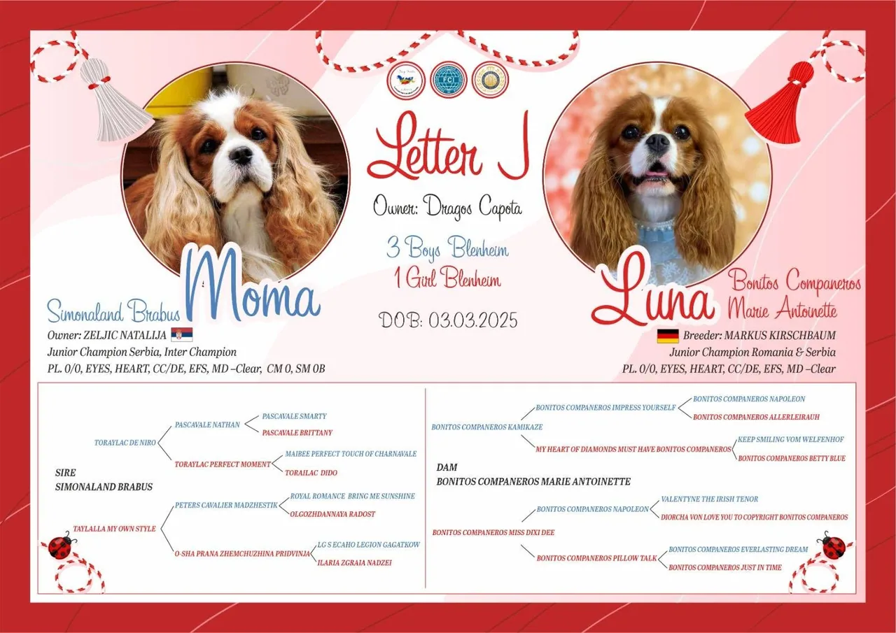 Prezentarea cuibului J — Sag Ville Kennel