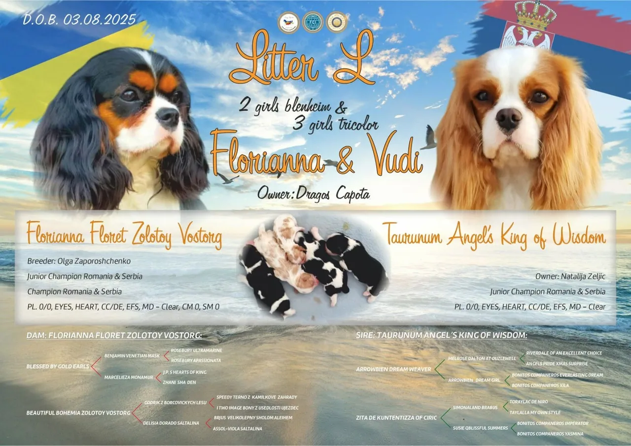 Prezentarea cuibului L — Sag Ville Kennel