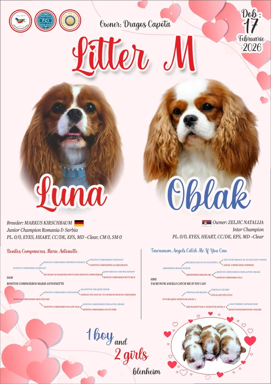 Cuibul M – Sag Ville Kennel