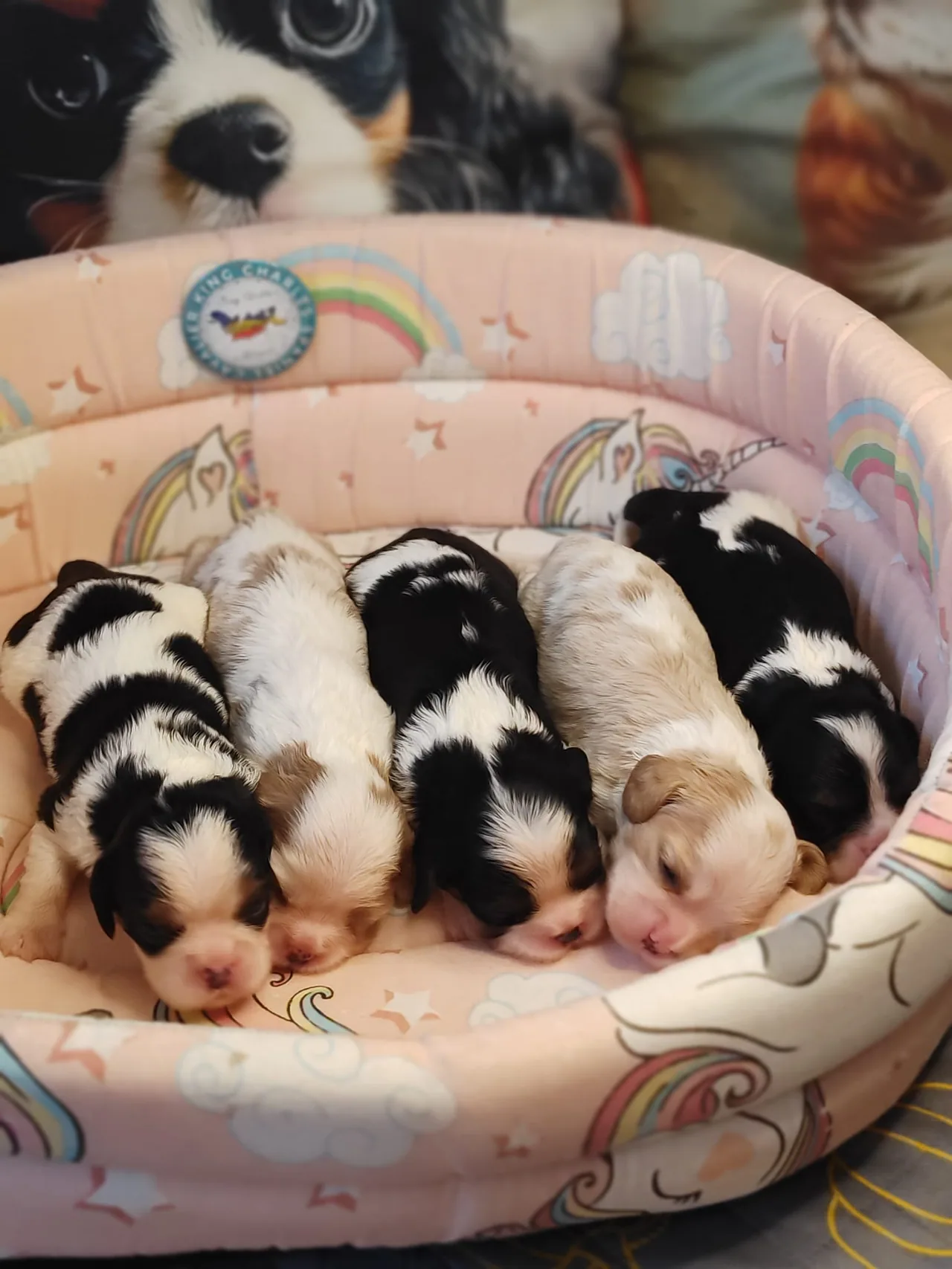 Cei cinci pui Cavalier King Charles Spaniel din Cuibul O