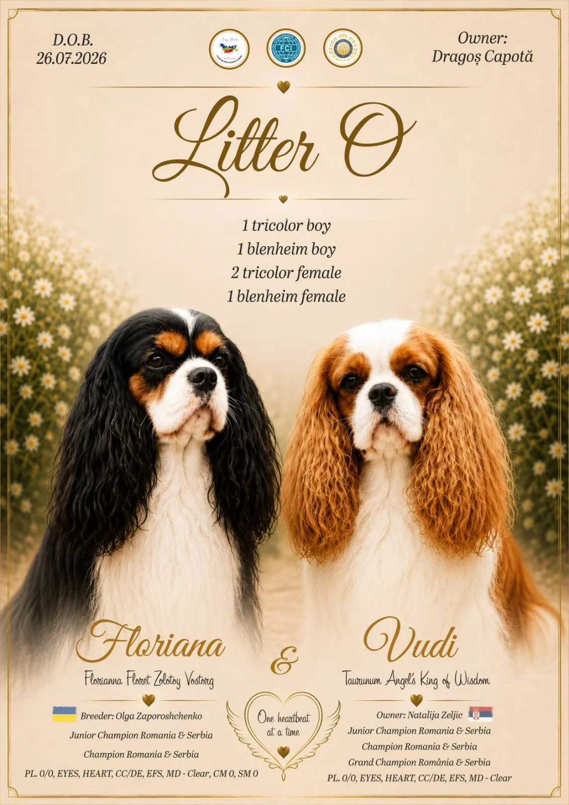 Cuibul O Sag Ville Kennel