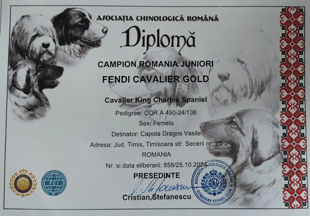 Diplomă România Fendi Cavalier Gold