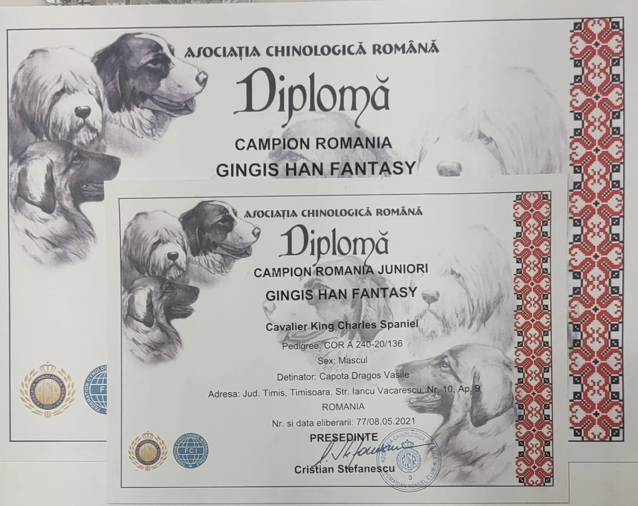 Diplome România Gingis Han Fantasy (Harry)
