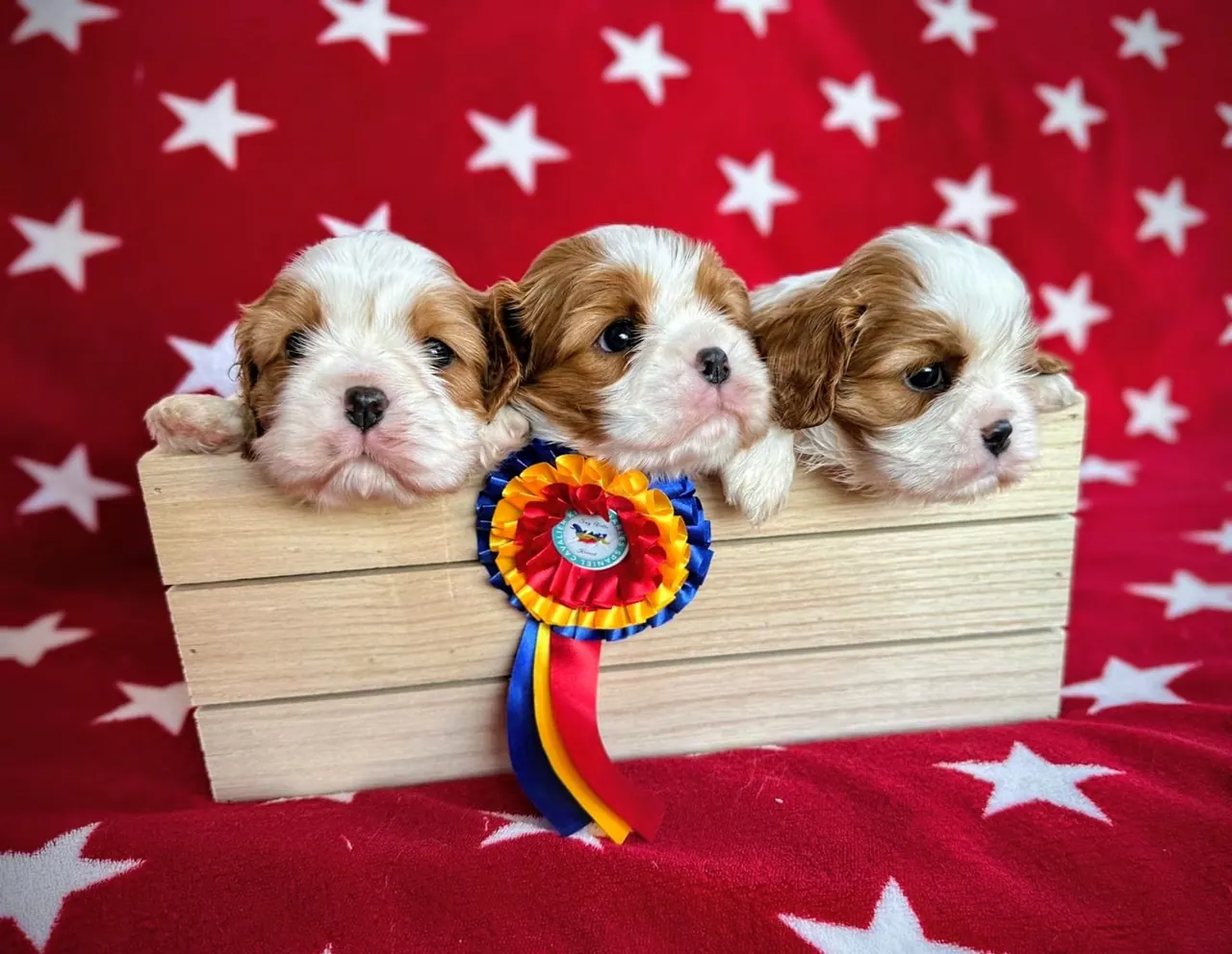 Cavalier King Charles Spaniel