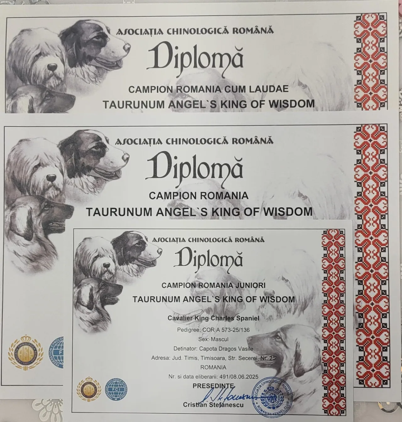 Diplome România Taurunum Angel`s King of Wisdom