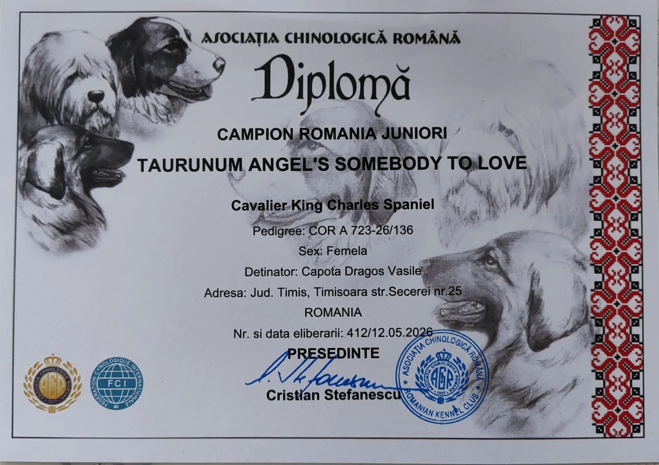 Diplomă România Taurunum Angel's Somebody to Love (Ilia)