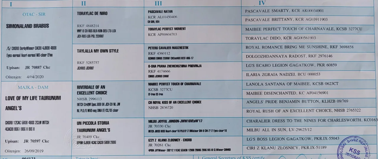 Pedigree Taurunum Angel's Somebody to Love (Ilia)